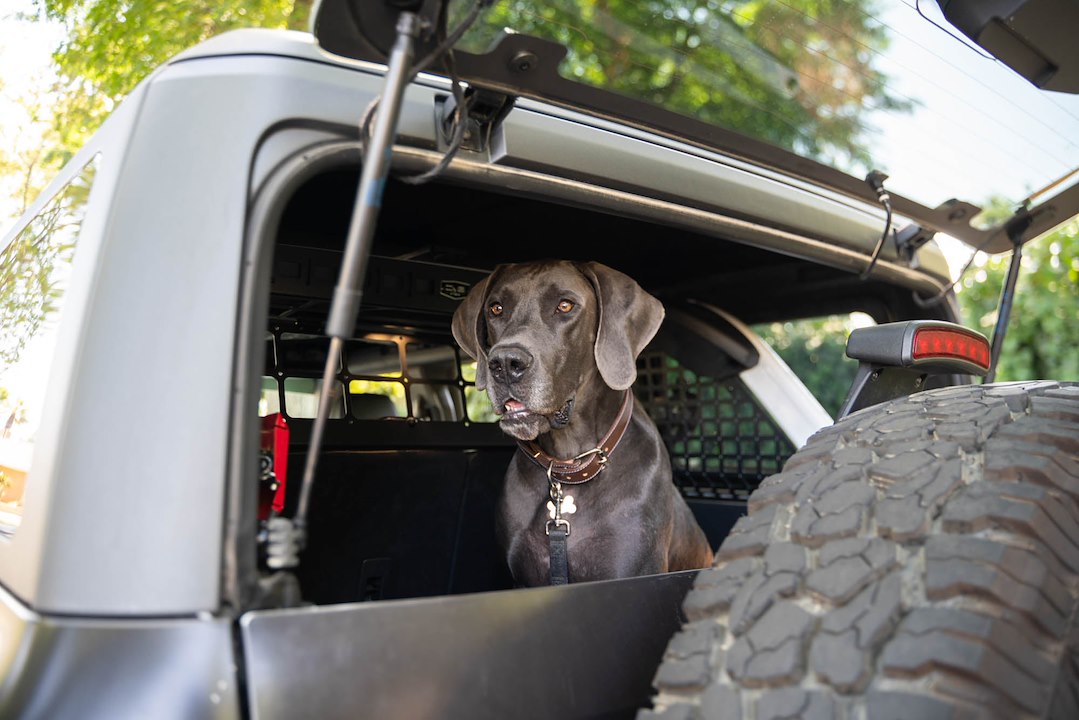 Dv8 Offroad Mpbr-10 Pet Barrier||2021-2024-Ford-Bronco-Dog-Barrier-With-Dog-3.Jpg||95||dv8mpbr10||1628196