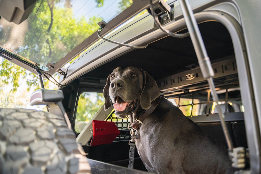 Dv8 Offroad Mpbr-10 Pet Barrier||2021-2024-Ford-Bronco-Dog-Barrier-With-Dog-6.Jpg||95||dv8mpbr10||1628194