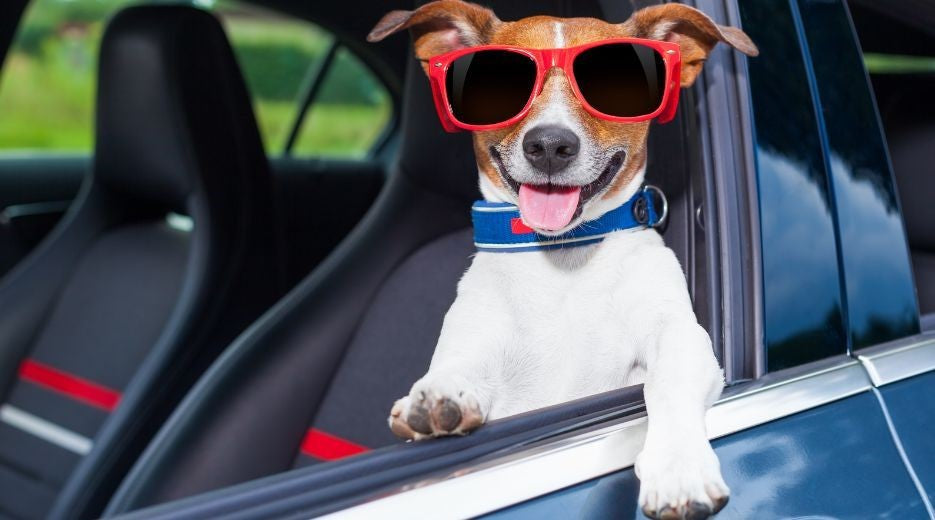 10 Best Gifts & Travel Accessories for Pet Lovers