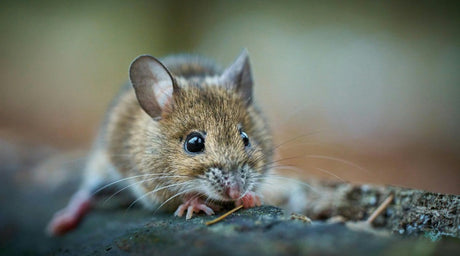 RV Pest Problems: What Works, What Doesn’t, and What to Avoid