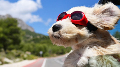 Taking Your Pet Off-Road: Safety, Gear, and Comfort Essentials