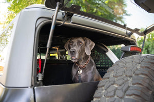Dv8 Offroad Mpbr-10 Pet Barrier||2021-2024-Ford-Bronco-Dog-Barrier-With-Dog-3.Jpg||95||dv8mpbr10||1628196