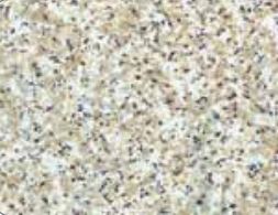 Kittrich Corp 05f-C6p46-06 Shelf Mat||05f-C6p46-06.Jpg||85||k6x05fc6p4606||1012849