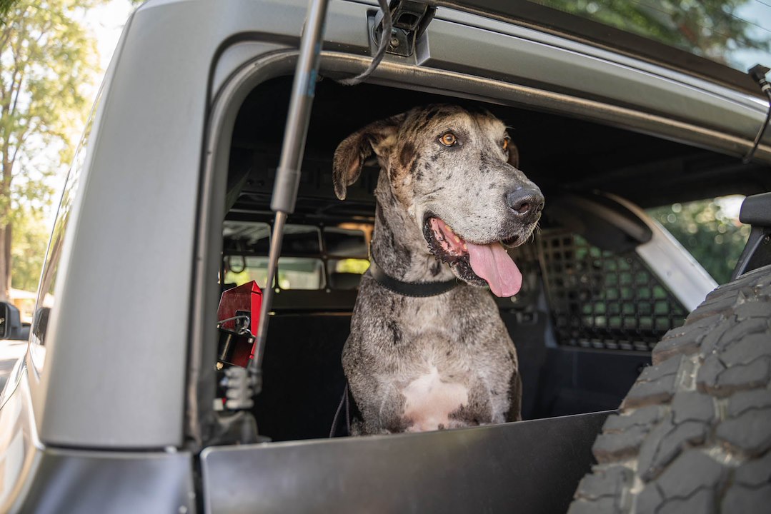 Dv8 Offroad Mpbr-10 Pet Barrier||2021-2024-Ford-Bronco-Dog-Barrier-With-Dog-7.Jpg||95||dv8mpbr10||1628197