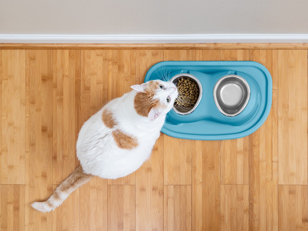 Weathertech (Usa) Dhc1604blbl Pet Dish||dhc1604blbl_Pfs_Cat_With_High_Feeding_System_7.Jpg||86||w24hc1604blbl||1505769